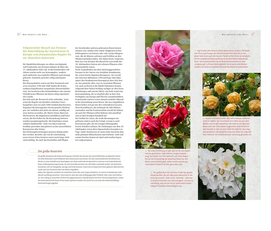 Das Bild zeigt einen Text über die Entwicklung von Gartenrosen in Europa. Abgebildet ist außerdem ein Buch mit dem Titel »Das große Ulmer Rosenbuch«.