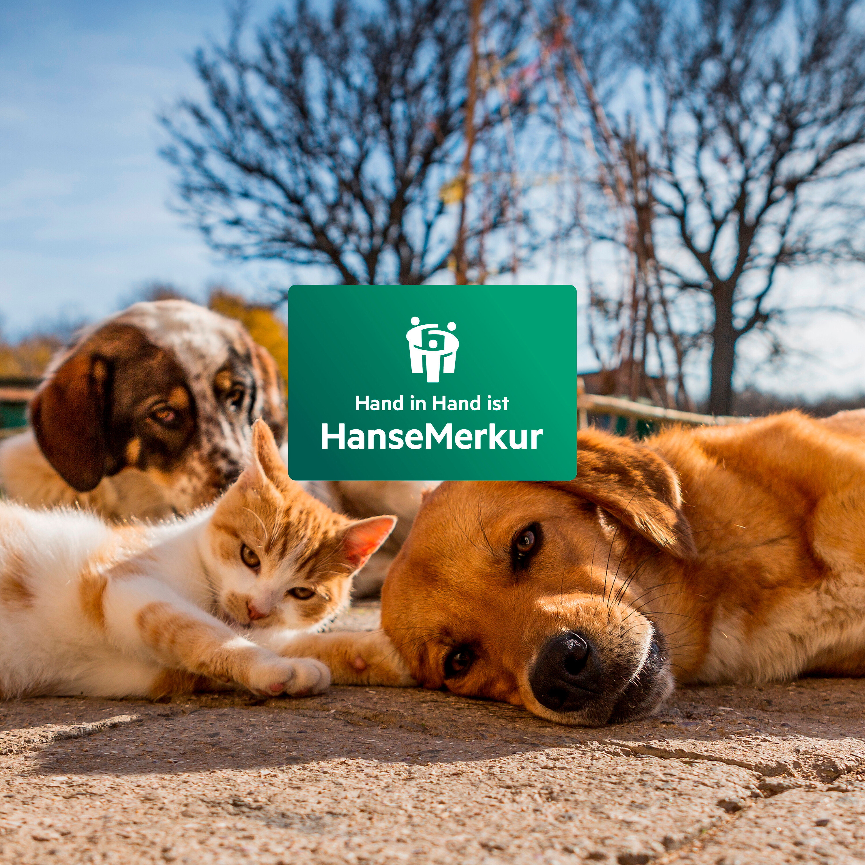 Eine Katze und zwei Hunde liegen draußen auf dem Boden.