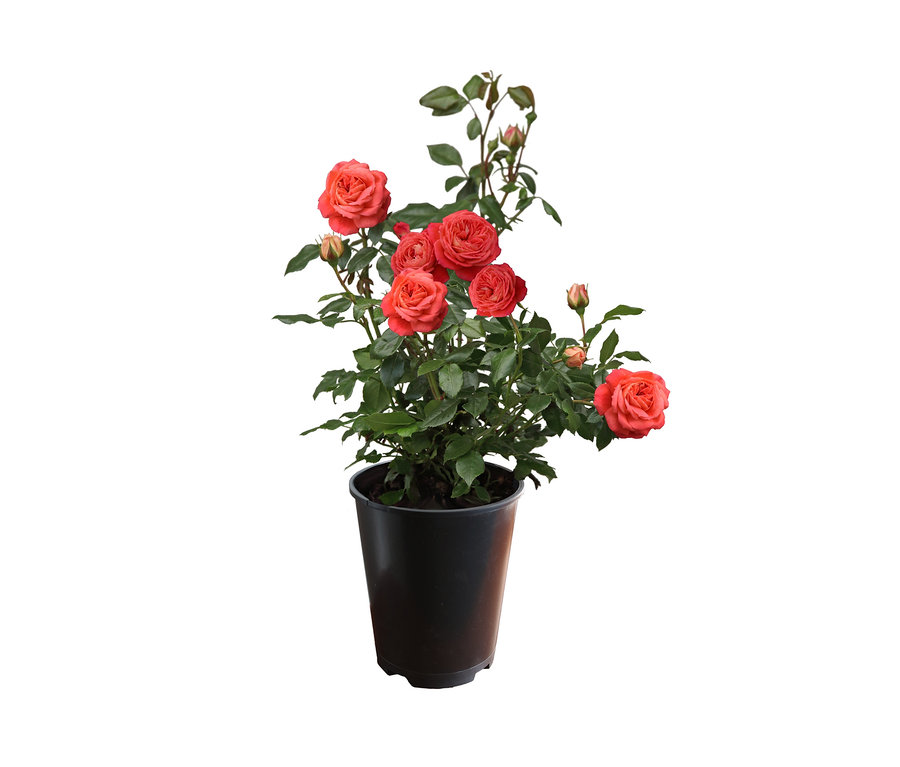 Blühende Rose 'Queen of Hearts' in einem schwarzen Blumentopf.