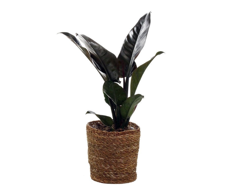 Zimmerpflanze »Philodendrum Imperial Red« mit Topf.