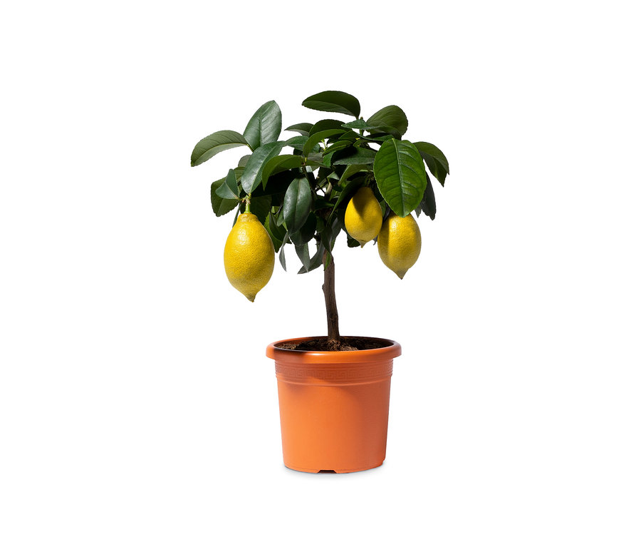 Zitronenbaum in einem orangefarbenen Topf.