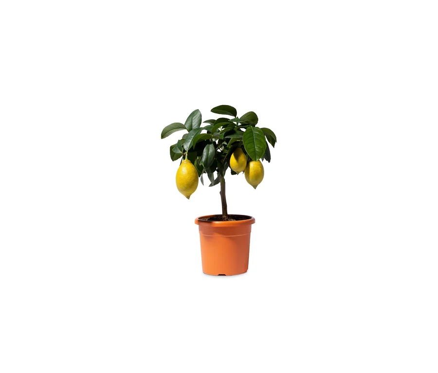 Zitronenbaum