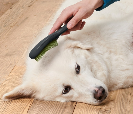 Eine Person bürstet das Fell eines weißen Hundes mit einer Tier-Fellbürste, während er auf einem Holzboden liegt.
