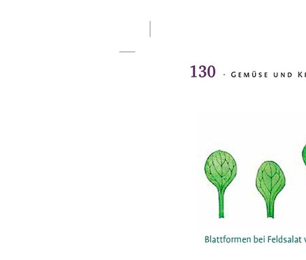 Auf einer Buchseite sind verschiedene Gemüsesorten abgebildet, darunter Feldsalat, Fenchel und Grünkohl. Abgebildet ist auch das Buch: »Das große Ulmer Biogartenbuch«.