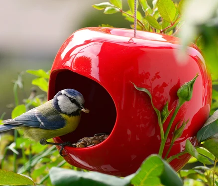 Blaumeise sitzt auf einem roten Keramik-Futterspender in Apfelform und frisst Samen.