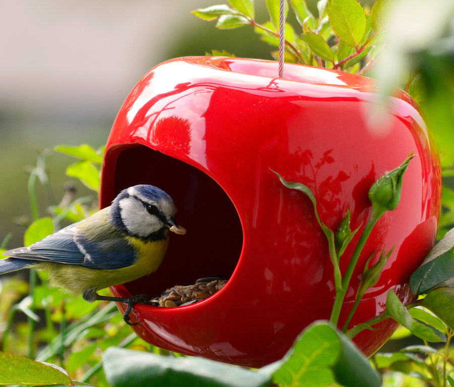 Blaumeise sitzt auf einem roten Keramik-Futterspender in Apfelform und frisst Samen.