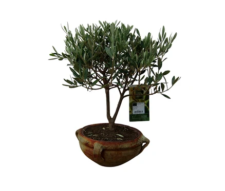 Großer Bonsai "Olive Olea europaea" in einem rustikalen Terrakottatopf.