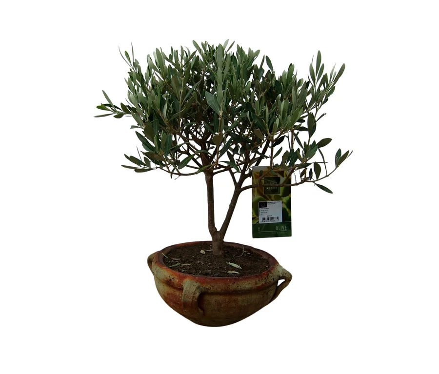 Großer Bonsai "Olive Olea europaea" in einem rustikalen Terrakottatopf.