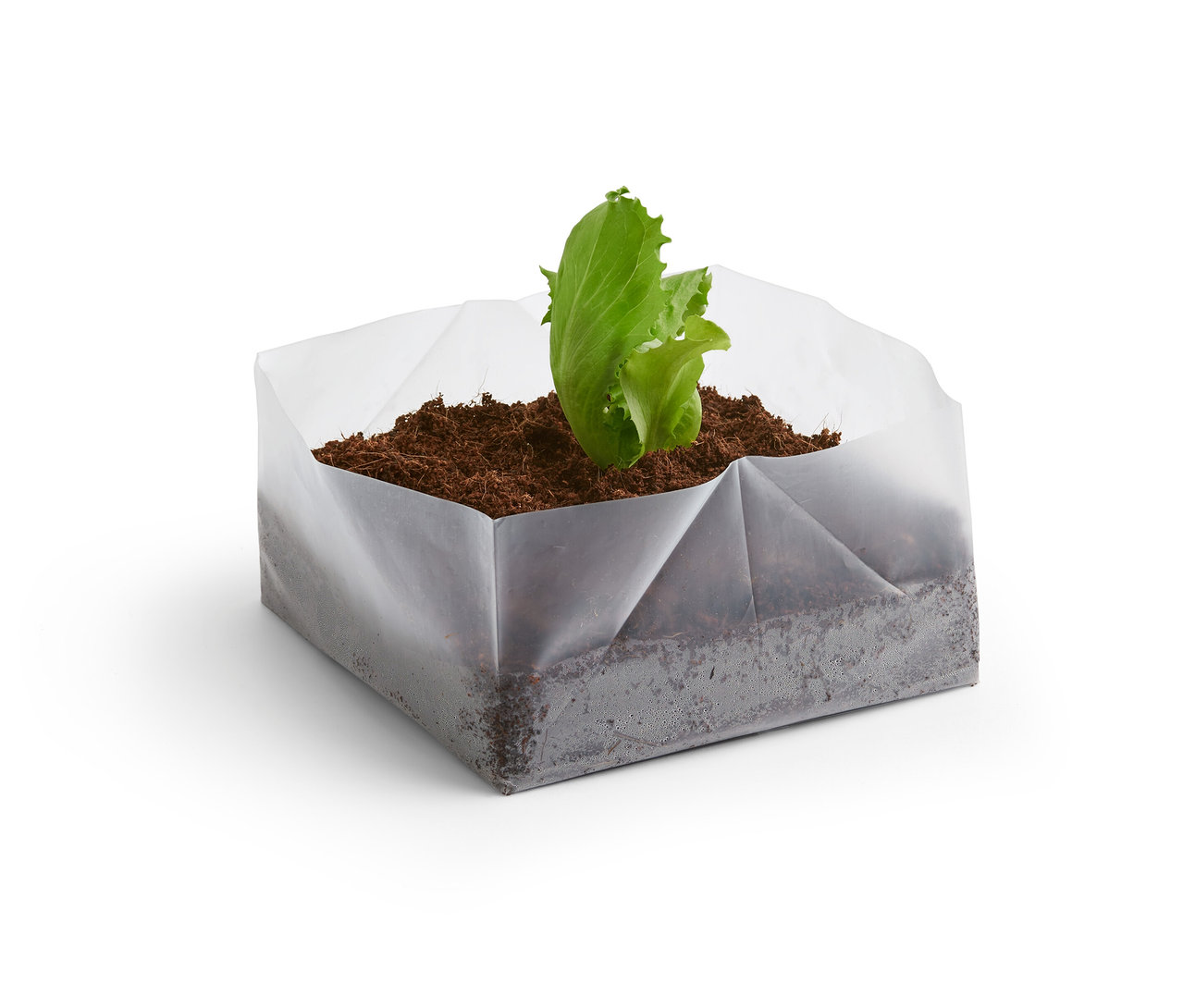 Grüner Salat wächst aus dem Indoor-Anzucht-Starter-Set.