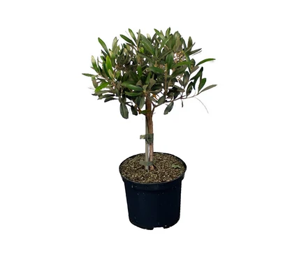 Olivenbaum in einem schwarzen Topf.