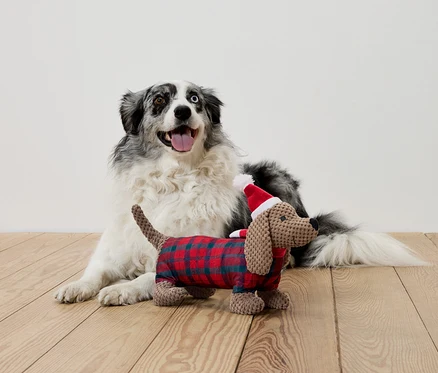 Liegender Hund mit unterschiedlichen Augen und Plüschdackel in Outfit und Nikolausmütze.