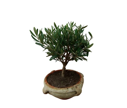 Mittelgroßer Bonsai »Olive Olea europaea« in einem hellen, strukturierten Topf.