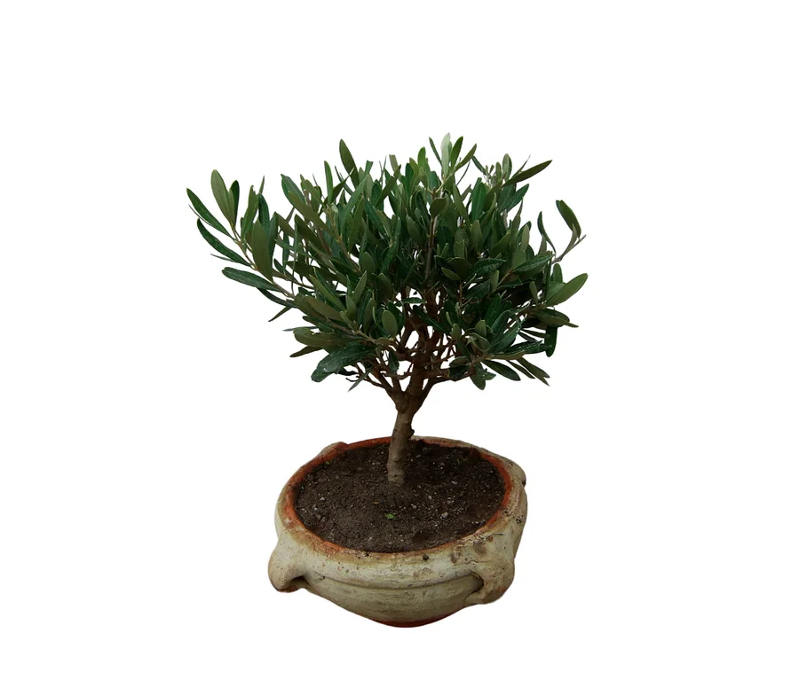 Mittelgroßer Bonsai »Olive Olea europaea« in einem hellen, strukturierten Topf.