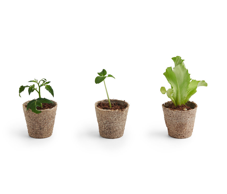 Drei kleine Pflanzen aus dem Indoor-Anzucht-Starter-Set wachsen in braunen Töpfen.