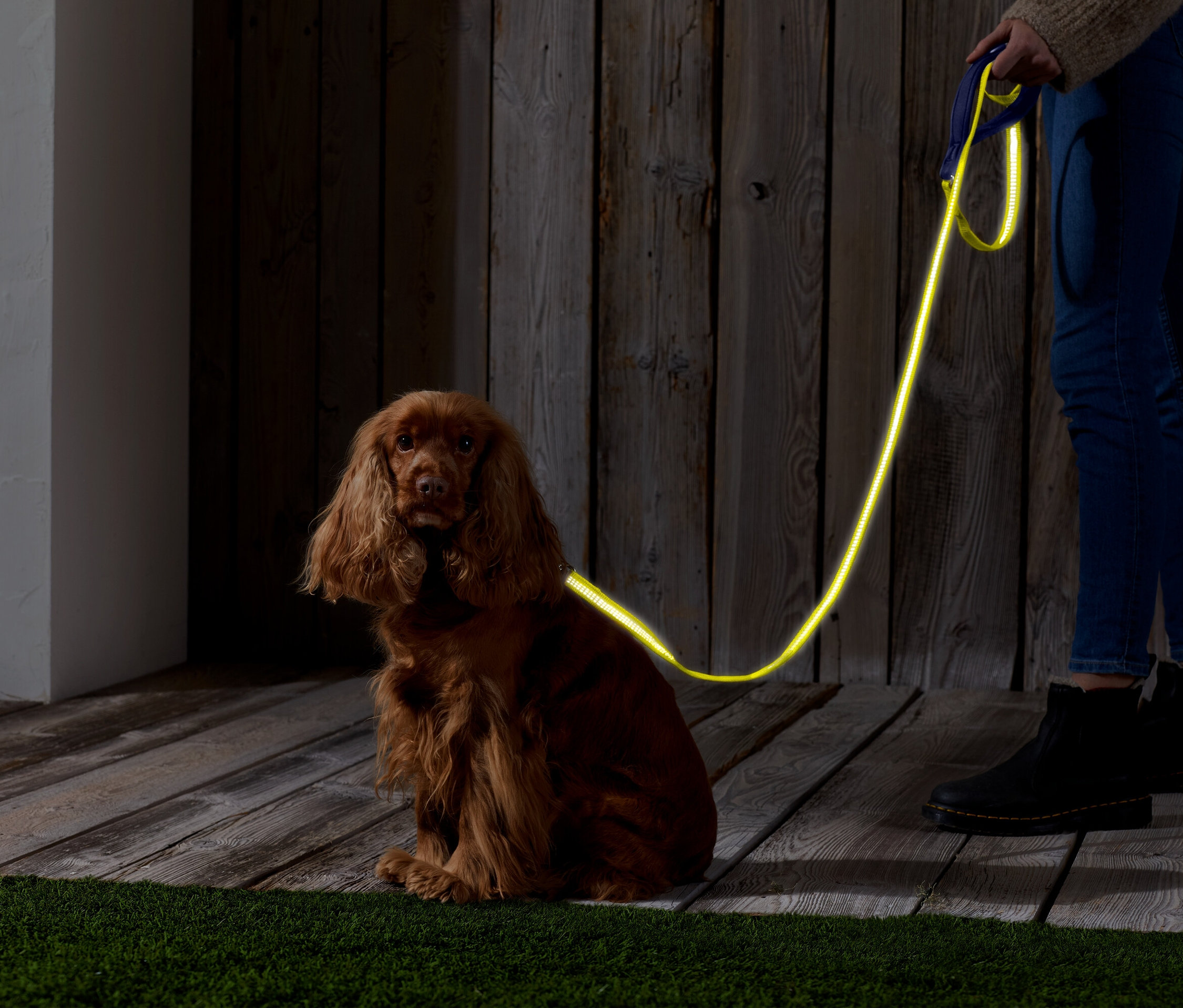 Ein brauner Cockerspaniel sitzt auf einem Holzboden mit einer neongelben Leine. Eine Person hält die Leine.