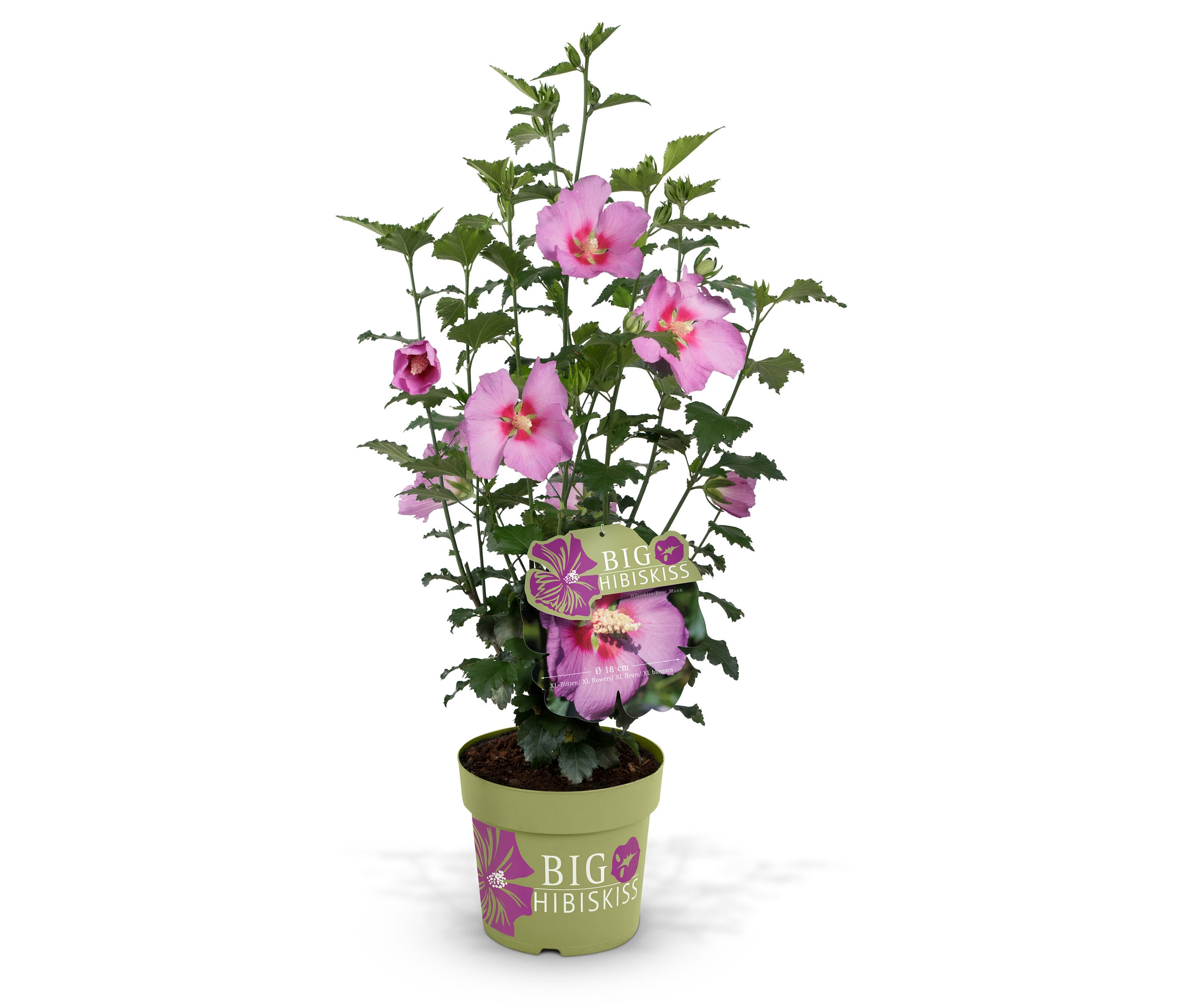 Hibiskusstrauch - rosa - rosa