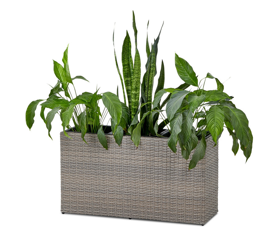 Grüne Pflanzen im Blumenkasten.