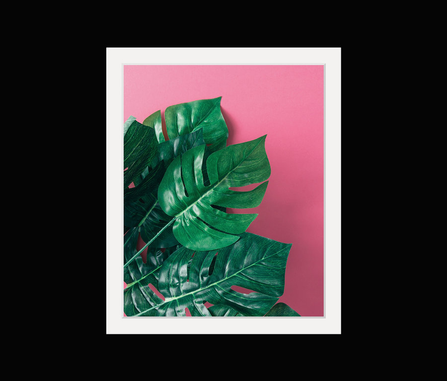 Grüne Monstera-Blätter im Rahmen vor pinkfarbenem Hintergrund.