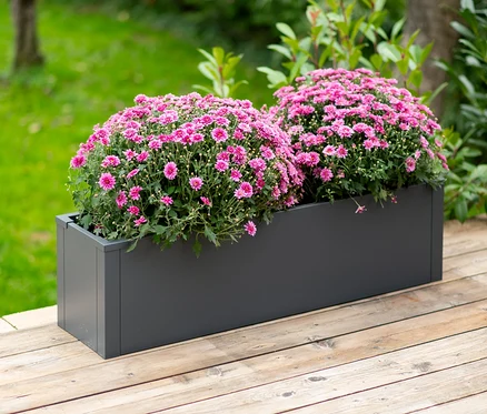 Zwei Büschel rosa Blumen in einem grauen rechteckigen Pflanzkasten mit Einlegeboden, ca. 27 cm, auf einem Holzdeck.