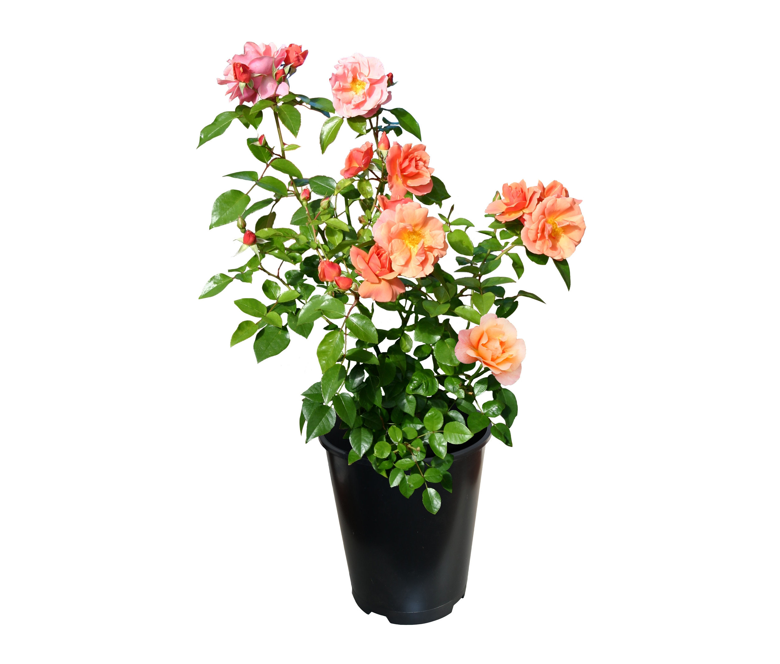 Rose »Schöne vom See« - apricot - apricot