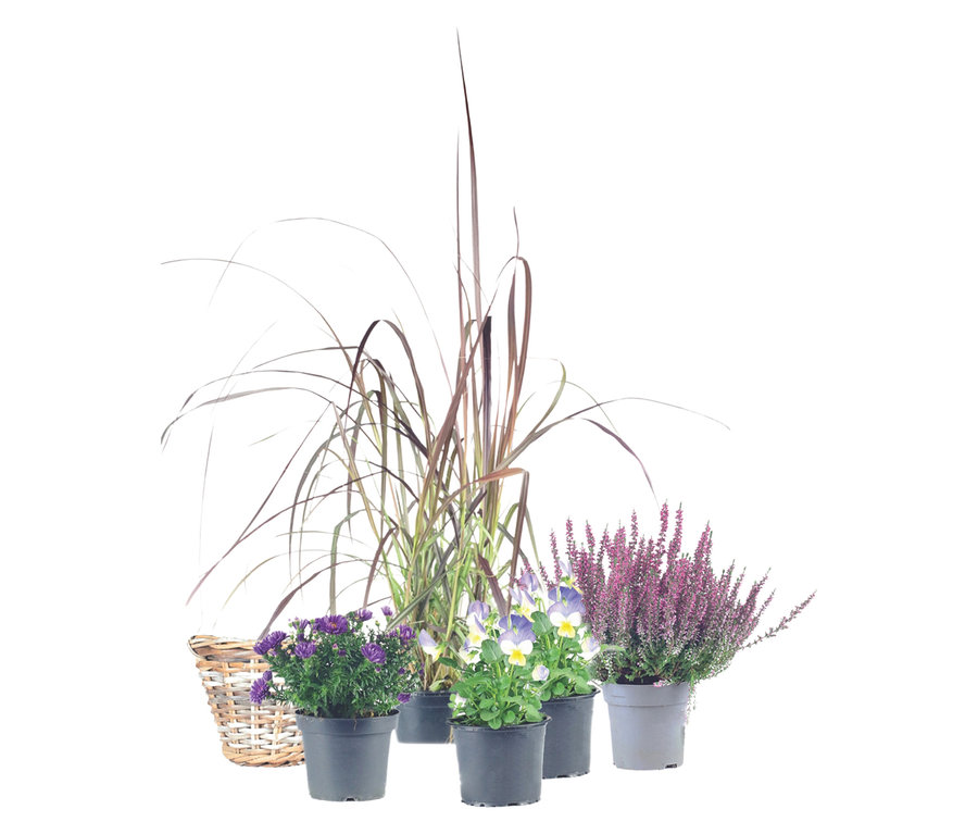 Herbst-Set 5, inkl. Korb, Pflanzen und Erde, bestehend aus lila Astern, mehrfarbigen Stiefmütterchen und lila Heidekraut in Töpfen, sowie einem Korb und Gräsern.