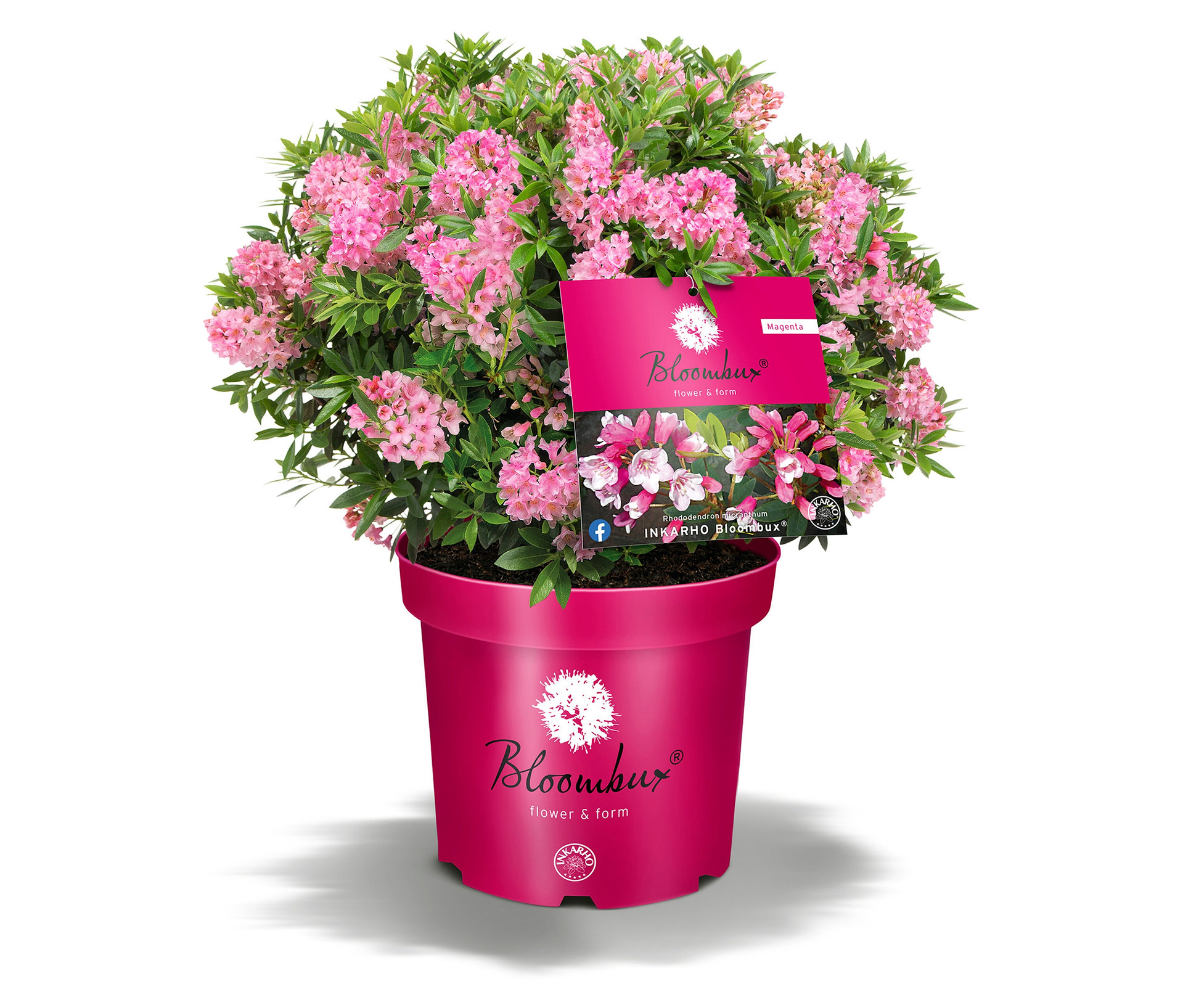 Tchibo - Rhododendron »Bloombux« - pink