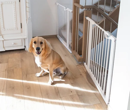 Ein goldener Hund sitzt auf einem Holzboden und blickt in die Kamera, mit zwei weißen roba easySafe+ Tür-und-Treppen-Schutzgittern vor einer Holztreppe und einem weißen Schrank im Hintergrund; Sonnenlicht fällt auf den Boden.