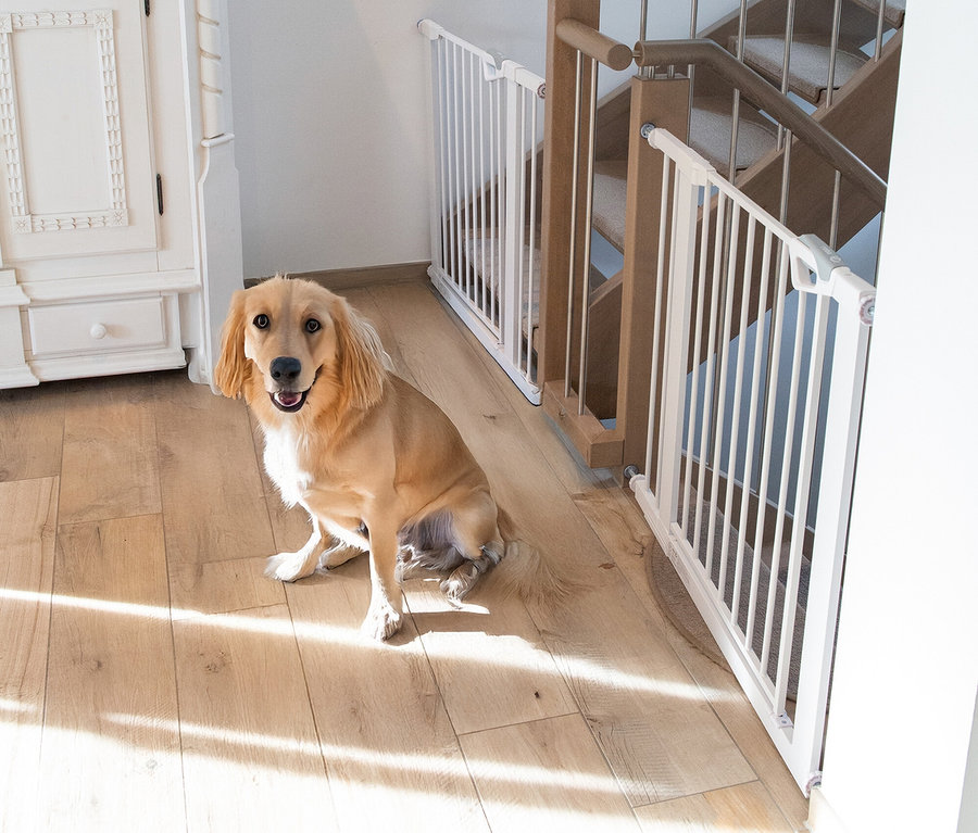 Ein goldener Hund sitzt auf einem Holzboden und blickt in die Kamera, mit zwei weißen roba easySafe+ Tür-und-Treppen-Schutzgittern vor einer Holztreppe und einem weißen Schrank im Hintergrund; Sonnenlicht fällt auf den Boden.