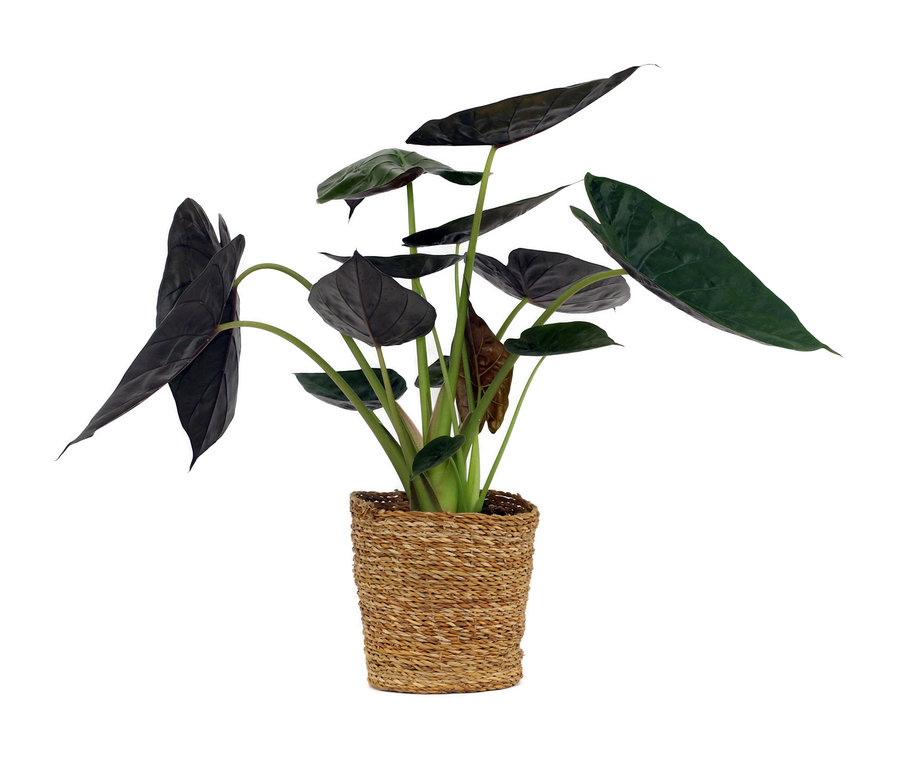 Zimmerpflanze Alocasia "Yucatan Princess" im 19-cm-Topf.