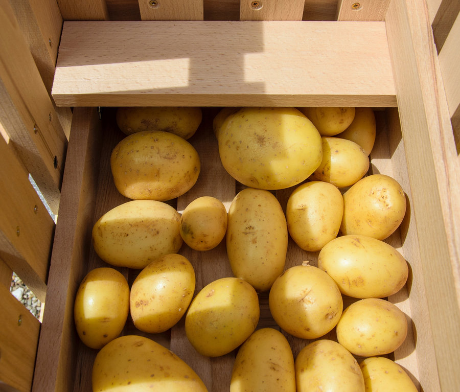 Gelbe Kartoffeln in einem Vorratsbehälter aus Holz.
