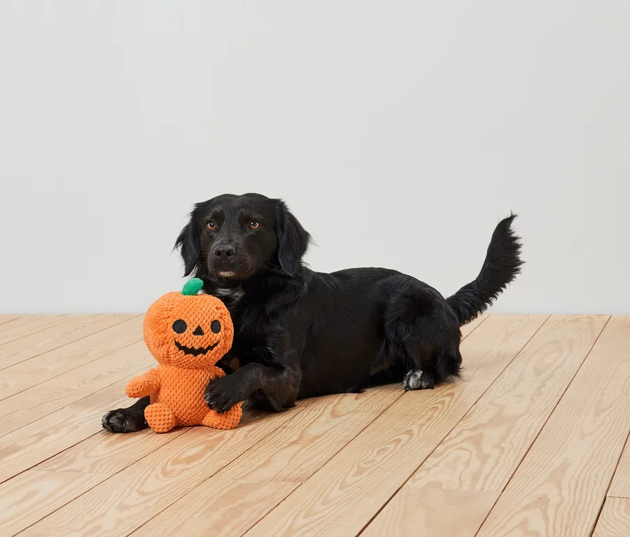 Ein schwarzer Hund liegt auf einem Holzboden und hält ein orangefarbenes Kürbis-Plüschtier.