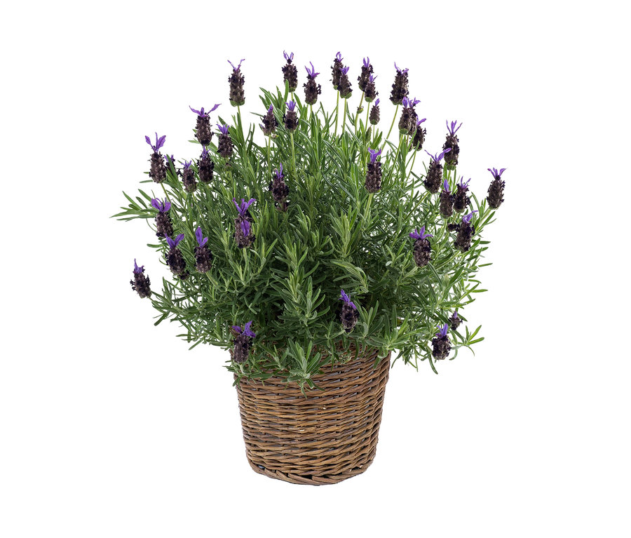 Blühender Schopflavendel »Lavendula stoechas« mit Korb.