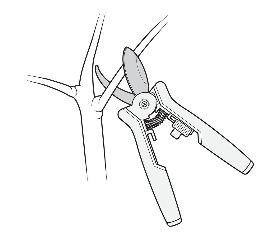 Illustration eines Mini-Pflegescheren-Sets an einem Ast.