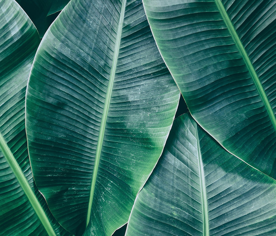 Nahaufnahme von großen, grünen Bananenblättern. Designwalls-Fototapete »Banana Leaves«.