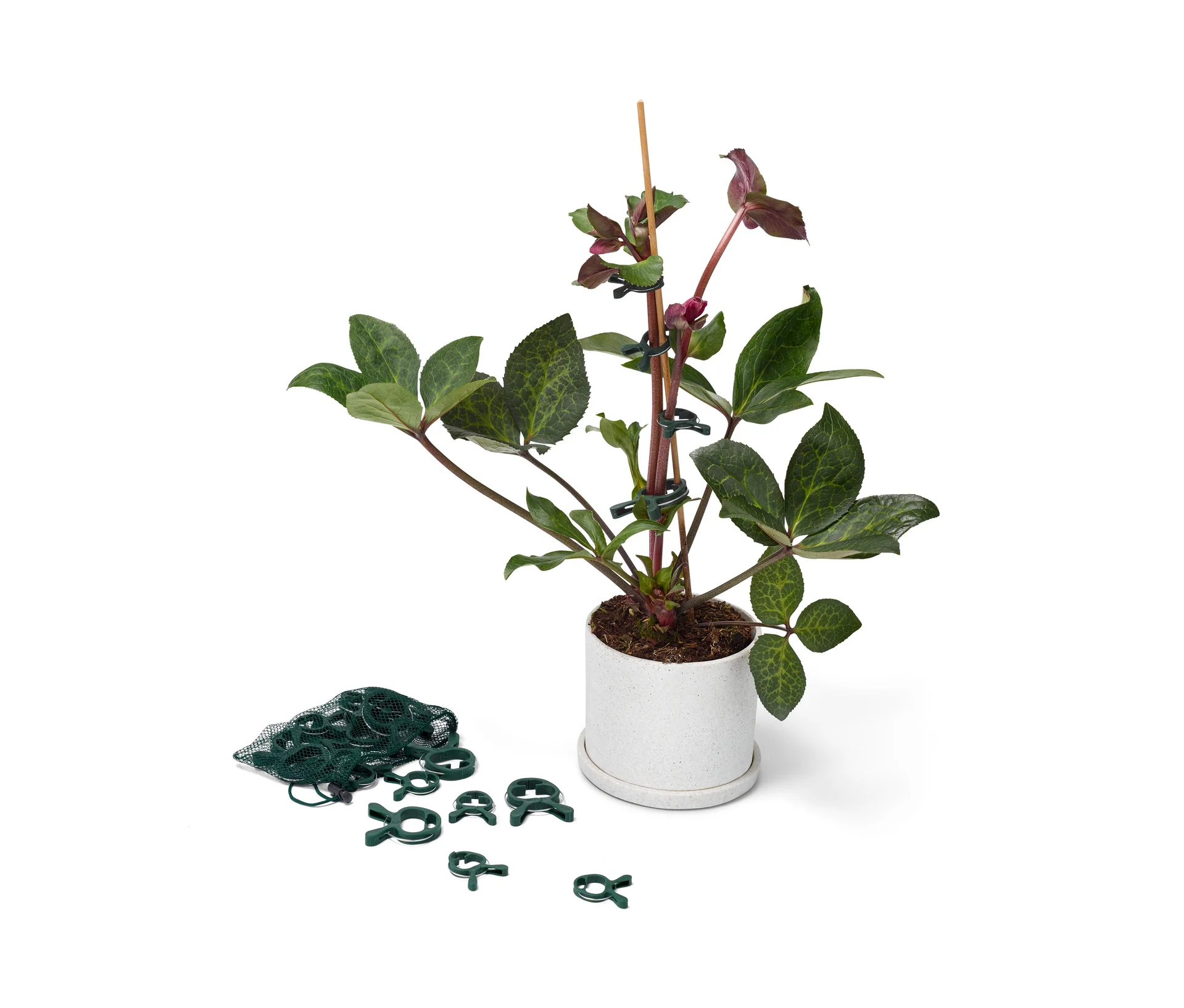 Tchibo - Pflanzenclips - dunkelgrün