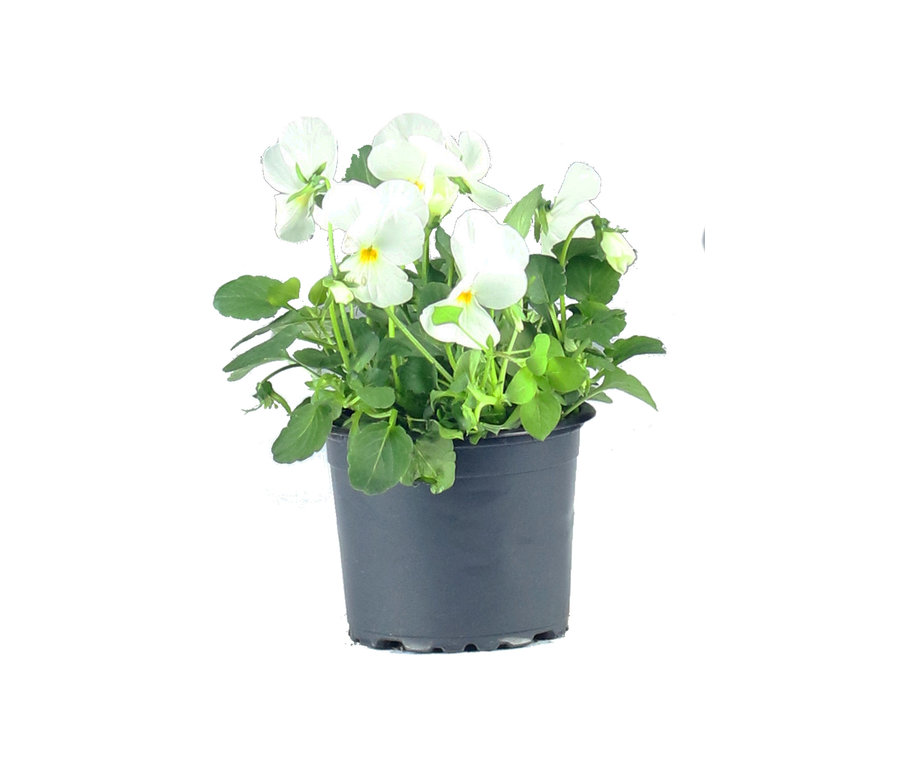 Herbst-Set 2, inkl. Korb, Pflanzen und Erde mit weißen Blumen und grünen Blättern in einem Topf.