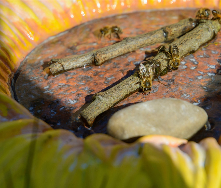 Mehrere Bienen sitzen auf Zweigen in einer Schale der Dobar Bunte Insektentränke »Fiore« und trinken Wasser.