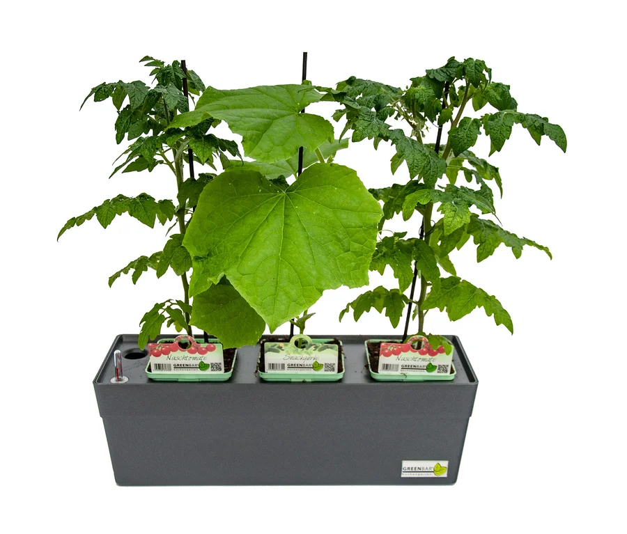 Greenbar »Naschgemüse« Gemüsegarten mit Tomaten und Gurken.