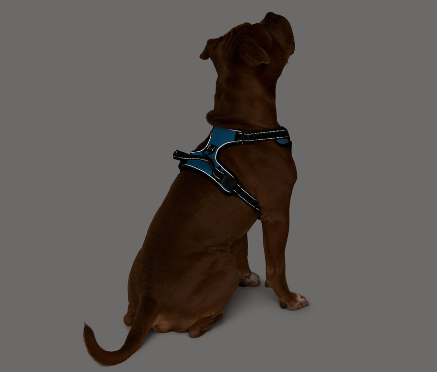 Ein brauner Hund sitzt und trägt ein blaues XL-Hunde-Geschirr.