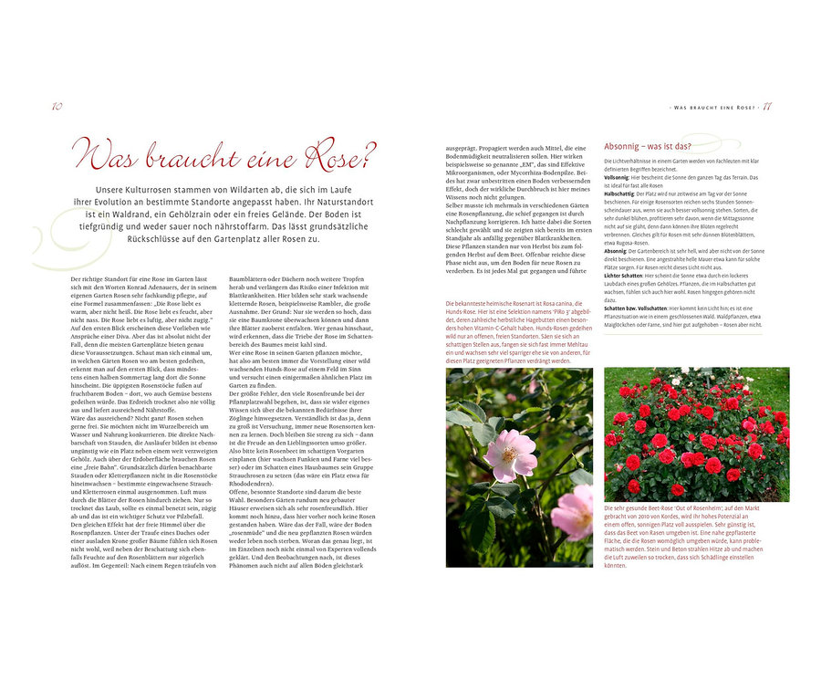 Text über den Anbau von Rosen mit dem Titel »Das große Ulmer Rosenbuch«.