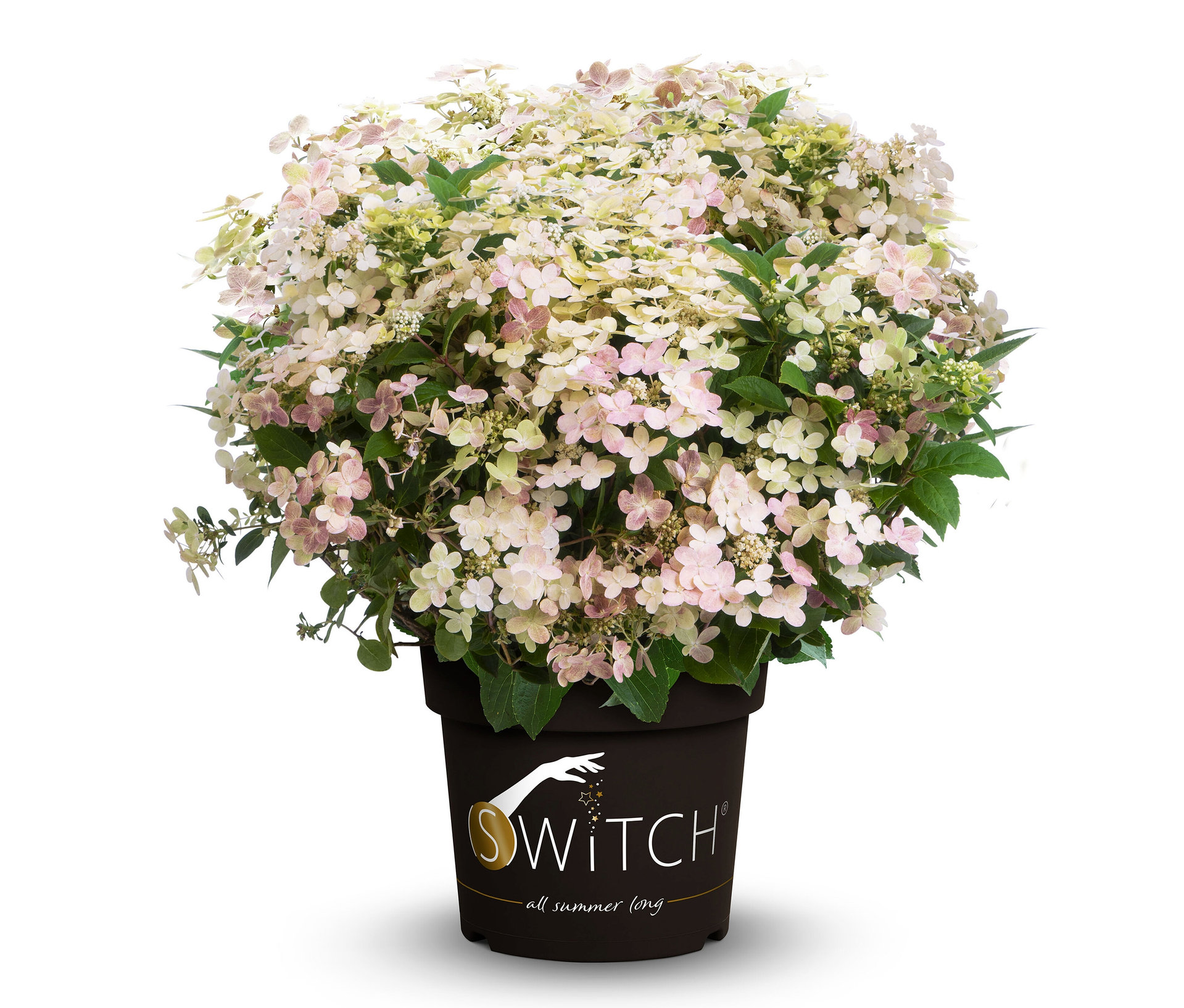 Rispenhortensie »Switch« - creme - creme