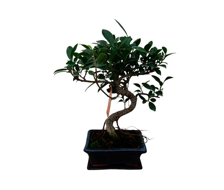Bonsai "Ficus retusa – Birkenfeige", 6 Jahre, mit dunkelgrünen Blättern und gedrehtem Stamm in einem dunklen, rechteckigen Topf.