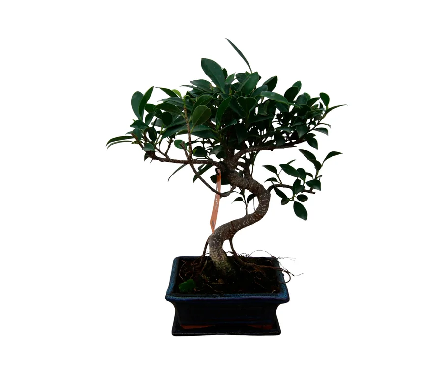 Bonsai "Ficus retusa – Birkenfeige", 6 Jahre, mit dunkelgrünen Blättern und gedrehtem Stamm in einem dunklen, rechteckigen Topf.