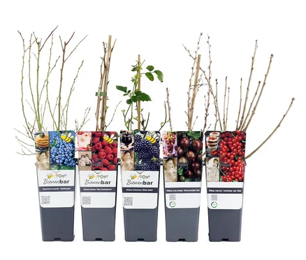 Fünf Beerengarten Pflanzen in grauen Töpfen stehen nebeneinander.