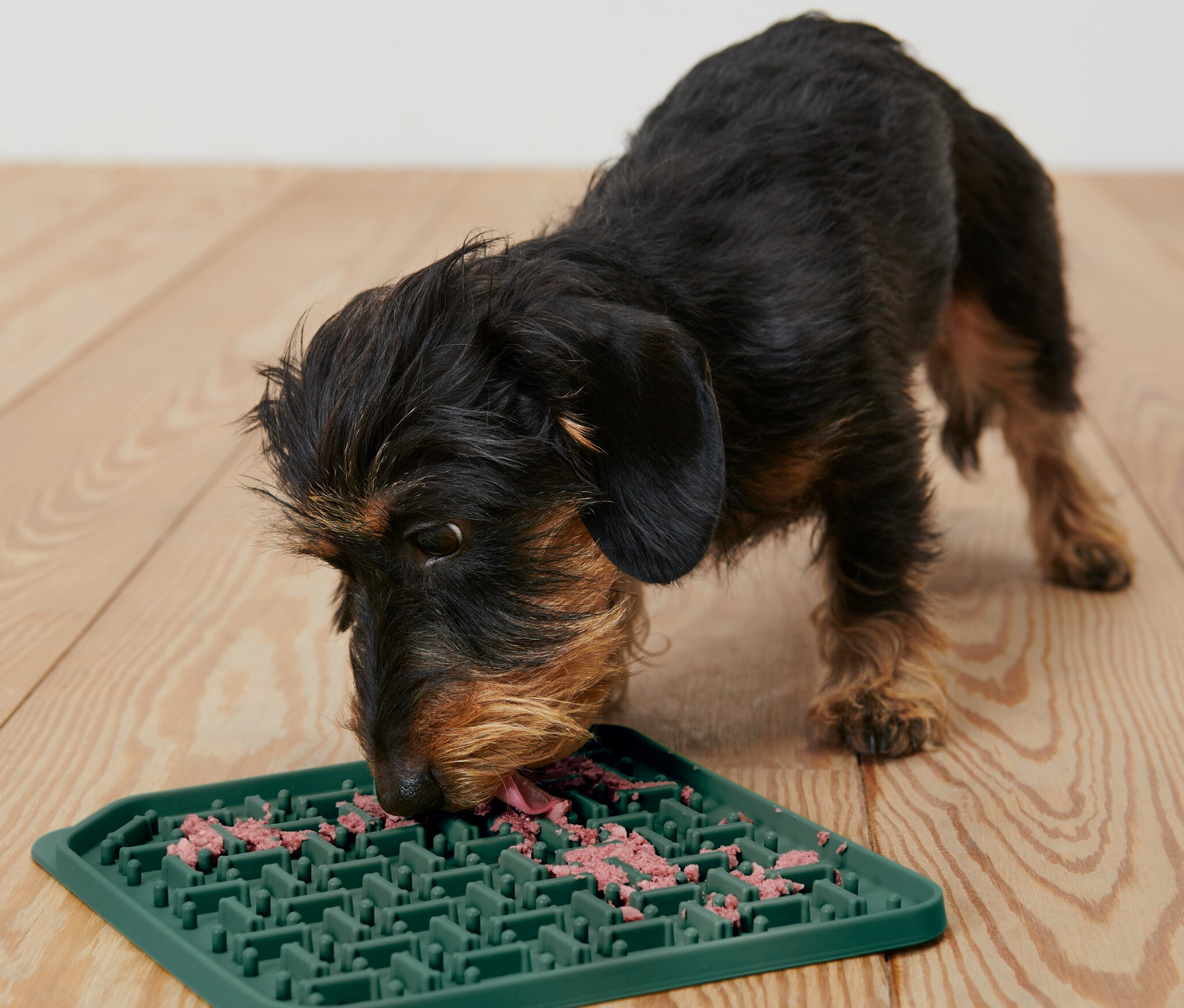 Dackel leckt Leckerlis von einer Schleckmatte.
