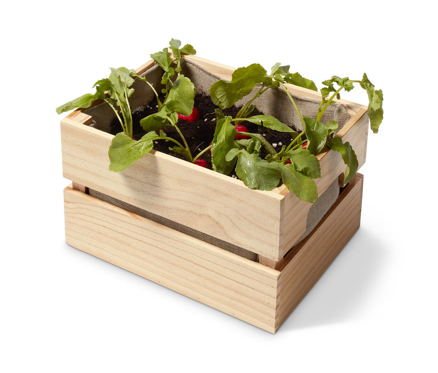 Radieschen wachsen in einem Pflanzkasten »Weinkiste«.