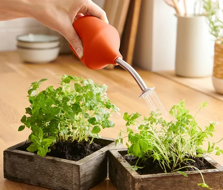 Hand gießt Pflanzen in Töpfen mit Anzucht-Gartenbrause.
