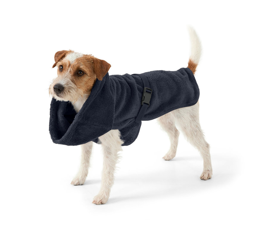 Jack Russell Terrier steht vor einem weißen Hintergrund und trägt einen marineblauen Hunde-Bademantel.
