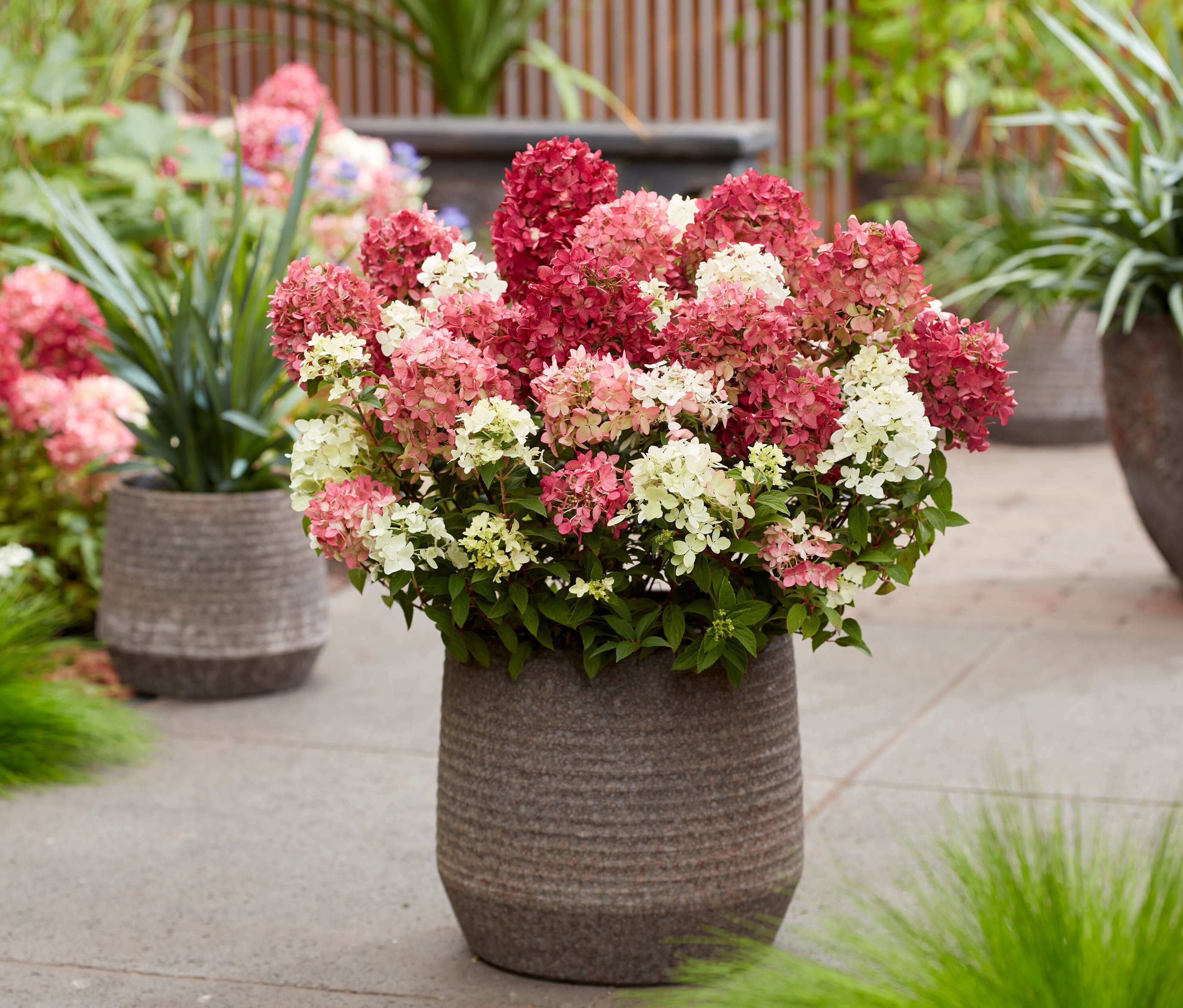 Rispenhortensie »Groundbreaker Ruby« in geriffeltem Topf mit rot-weißen Blüten, im Hintergrund weitere Pflanzen.