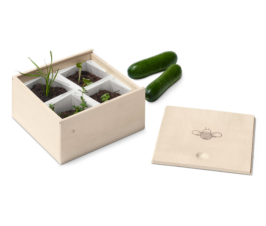 Anzucht-Box für Kinder mit sprießenden Pflanzen, zwei Gurken und Deckel mit Bienen-Abbildung.